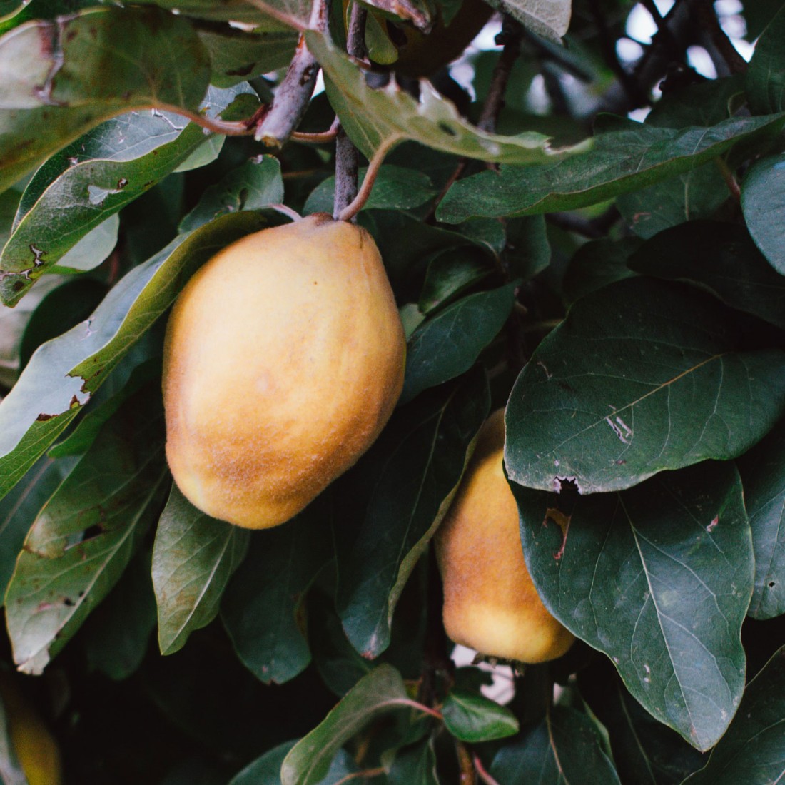 11月8日削除します❗️最終お値下げ ienowa_スツール グレー 11月8日